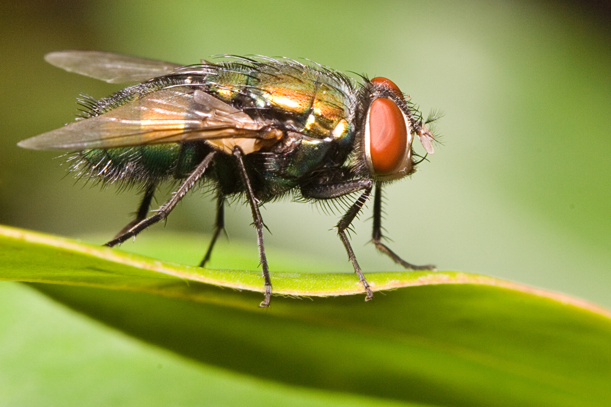 Fly, Blowfly