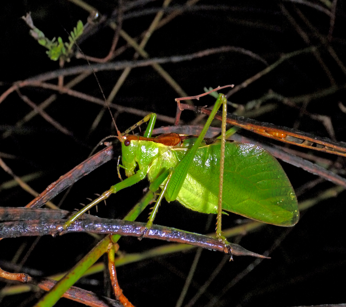 Grasshopper, Short-horned Green