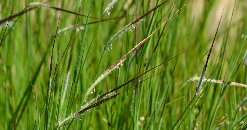 Grass, Black Spear