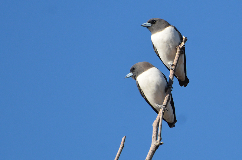 Woodswallow