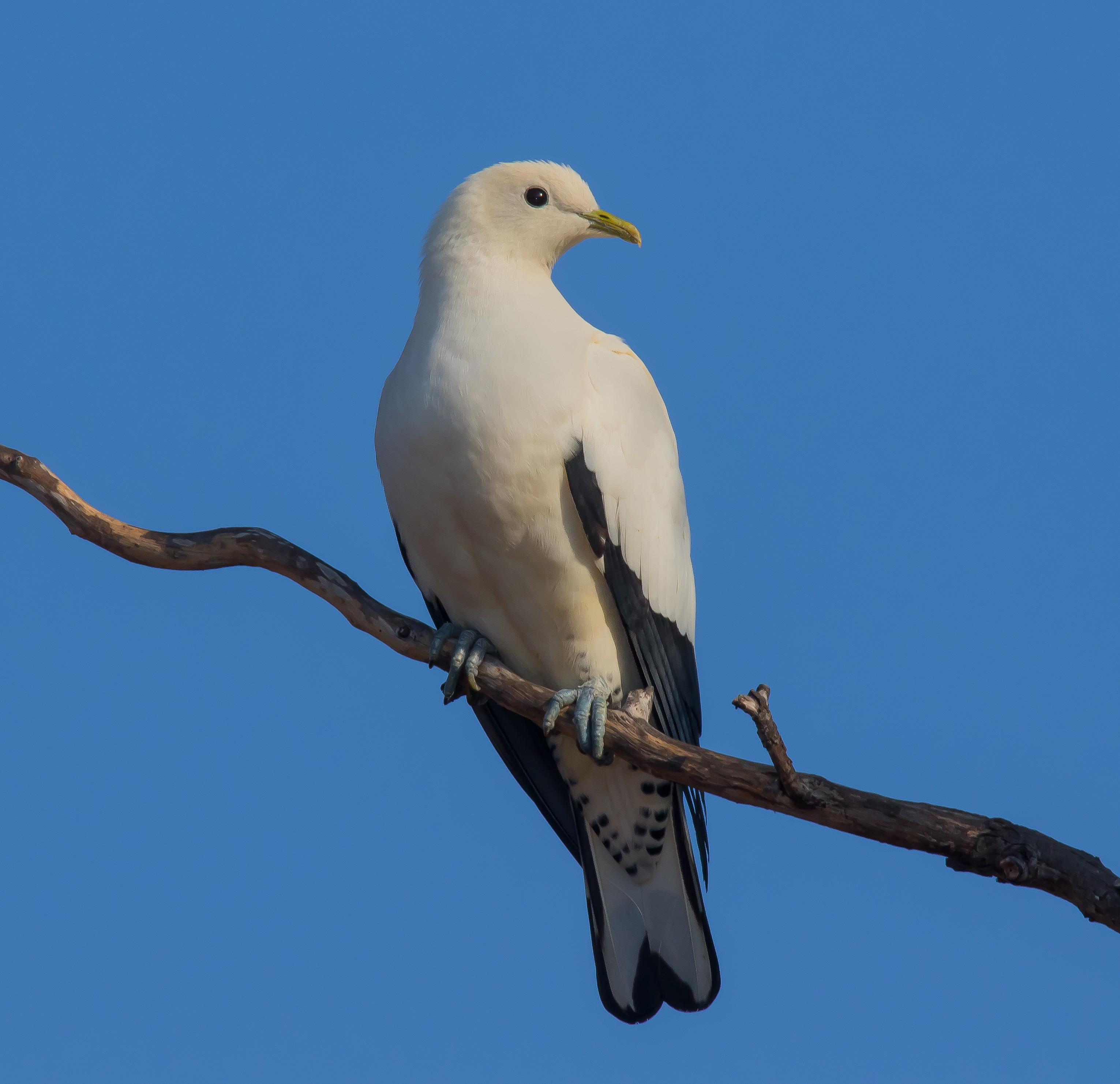 Pigeon, Torres Strait