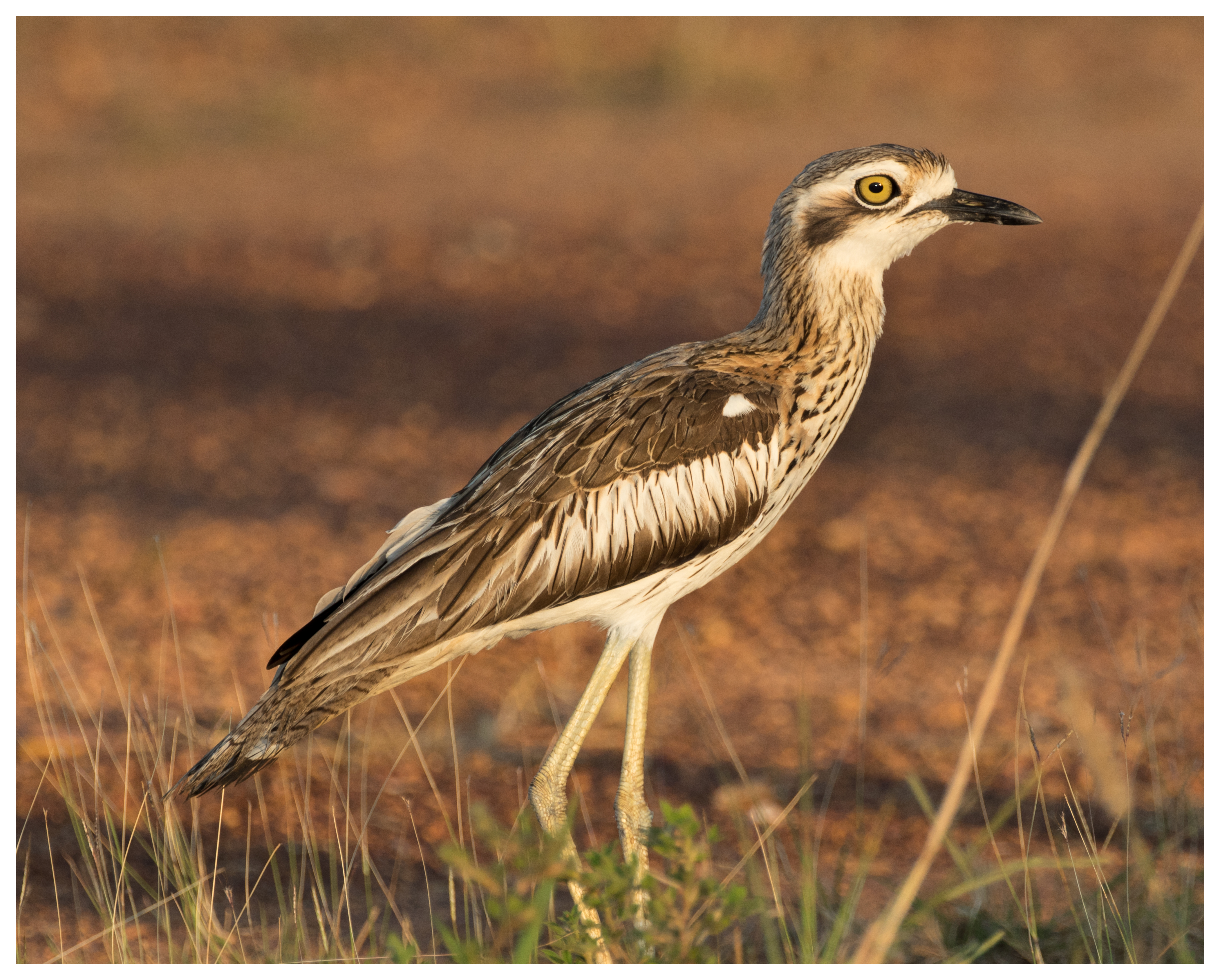Stone-curlew, Bush