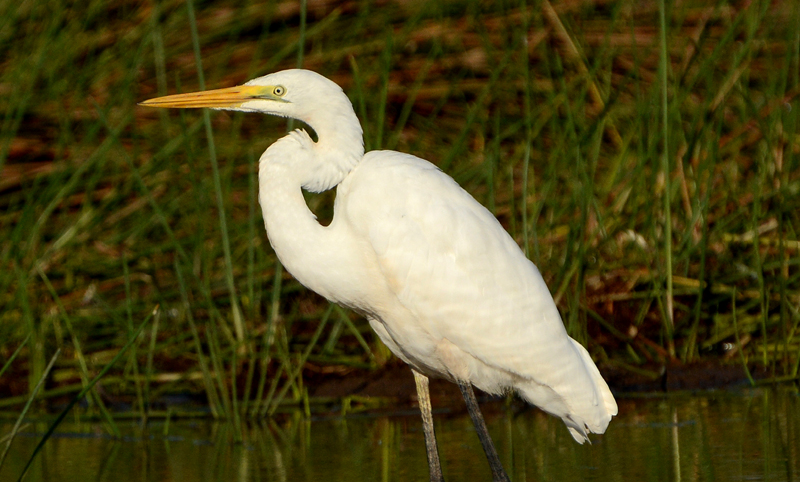 Egret, Great