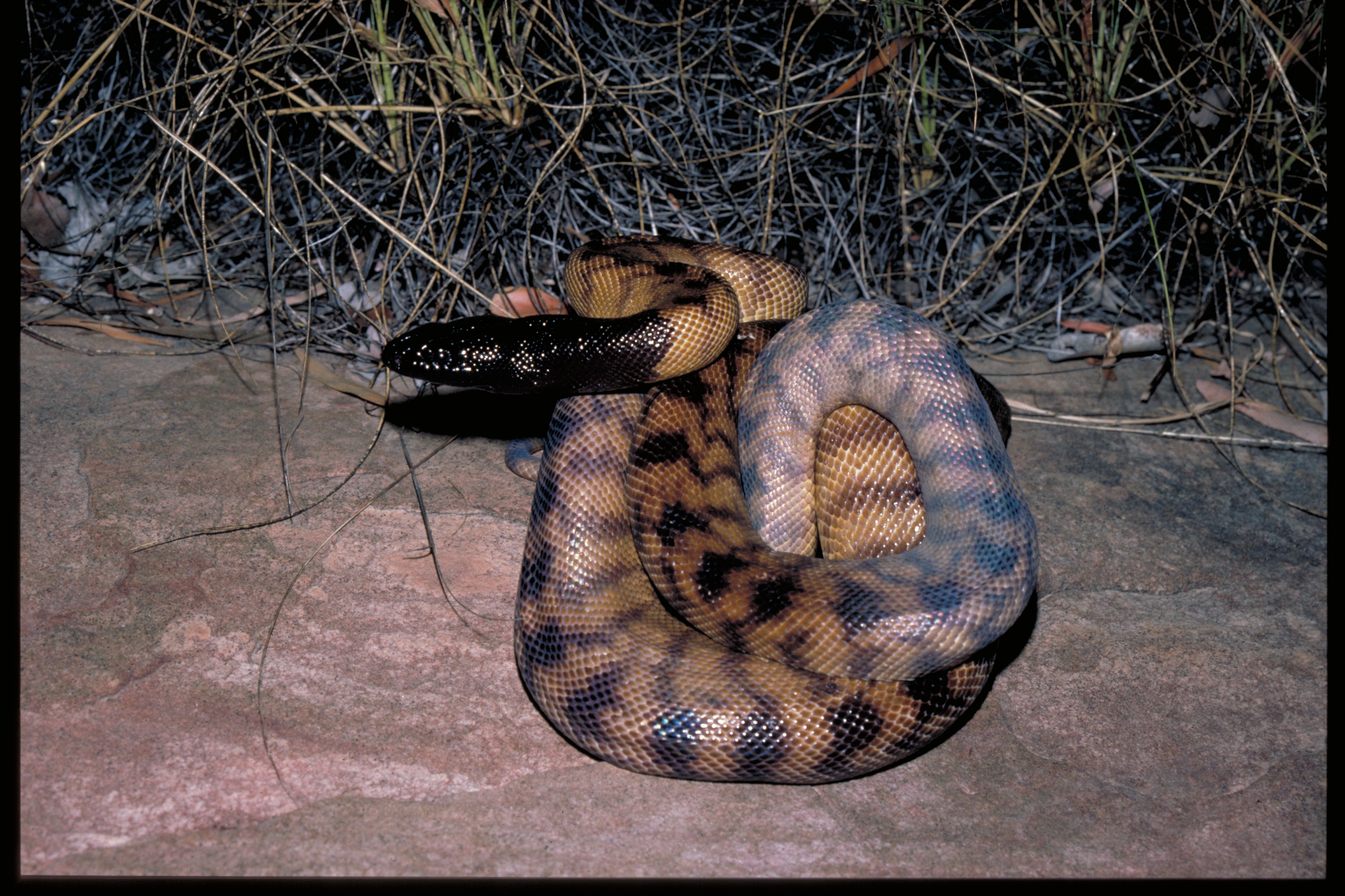 Python, Black-headed