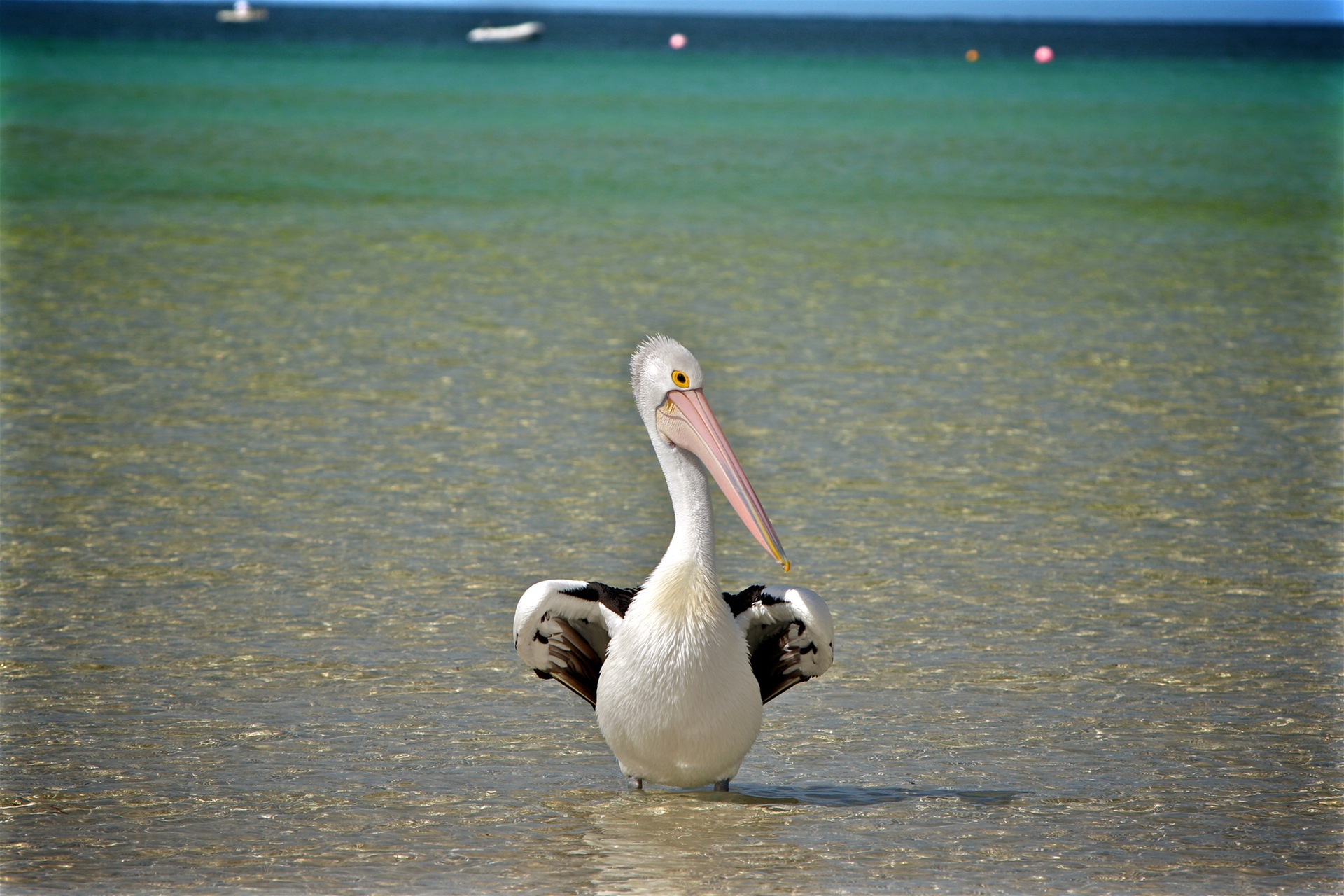 Pelican