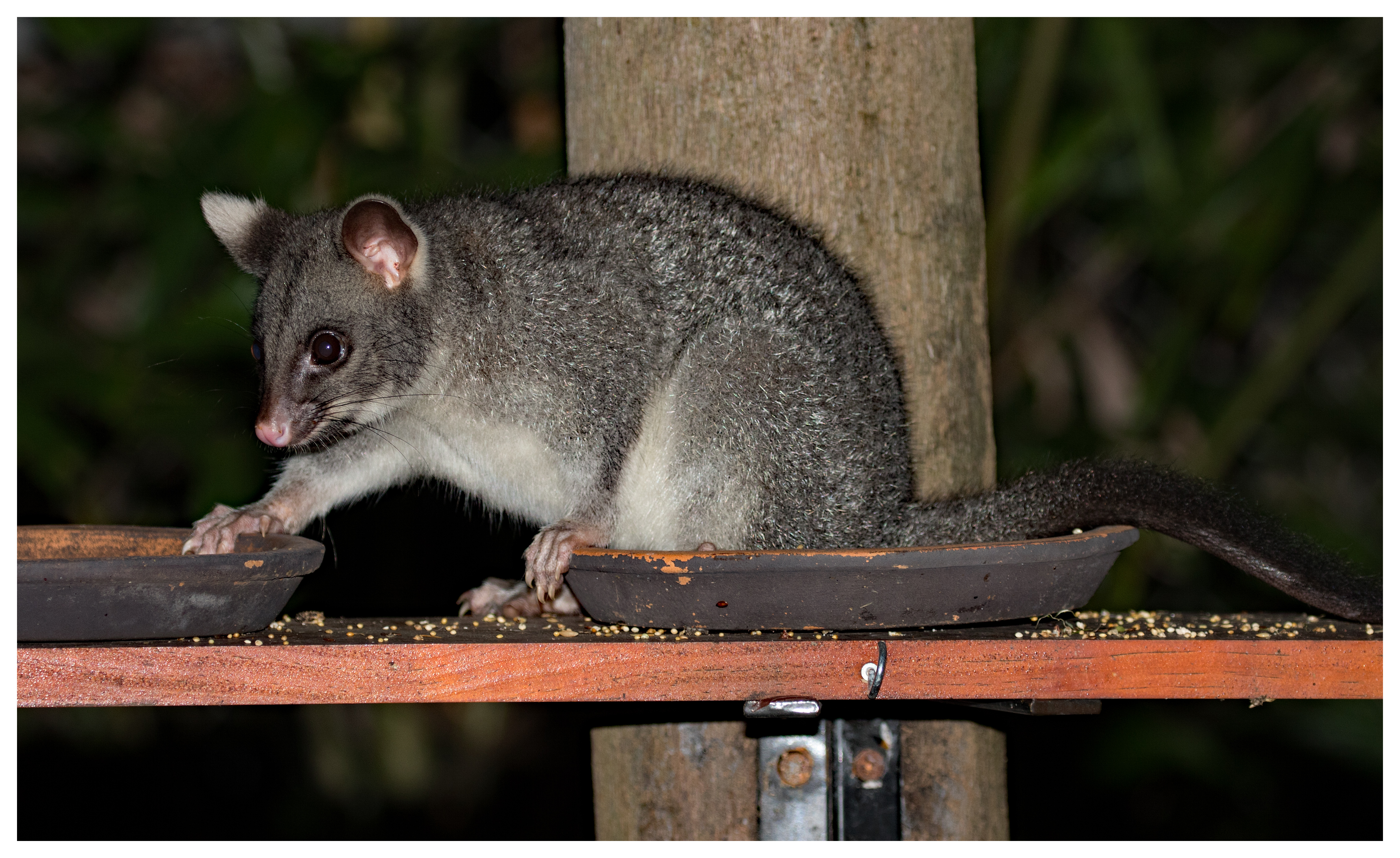 Possum, Northern Brushtail