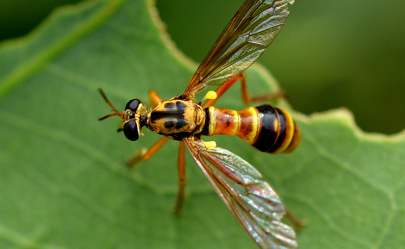 Wasp, Paper