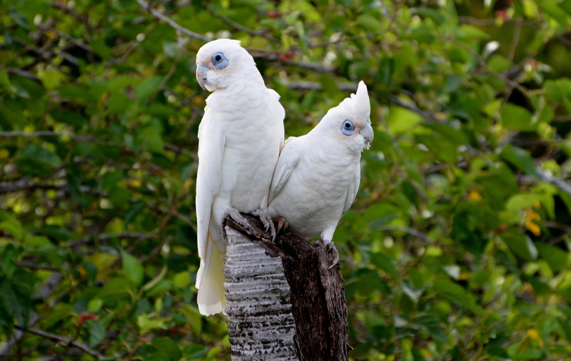 Corella, Little