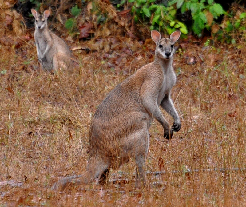 Wallaby, Agile (large older male)
