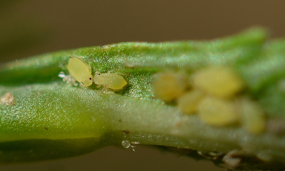 Aphid