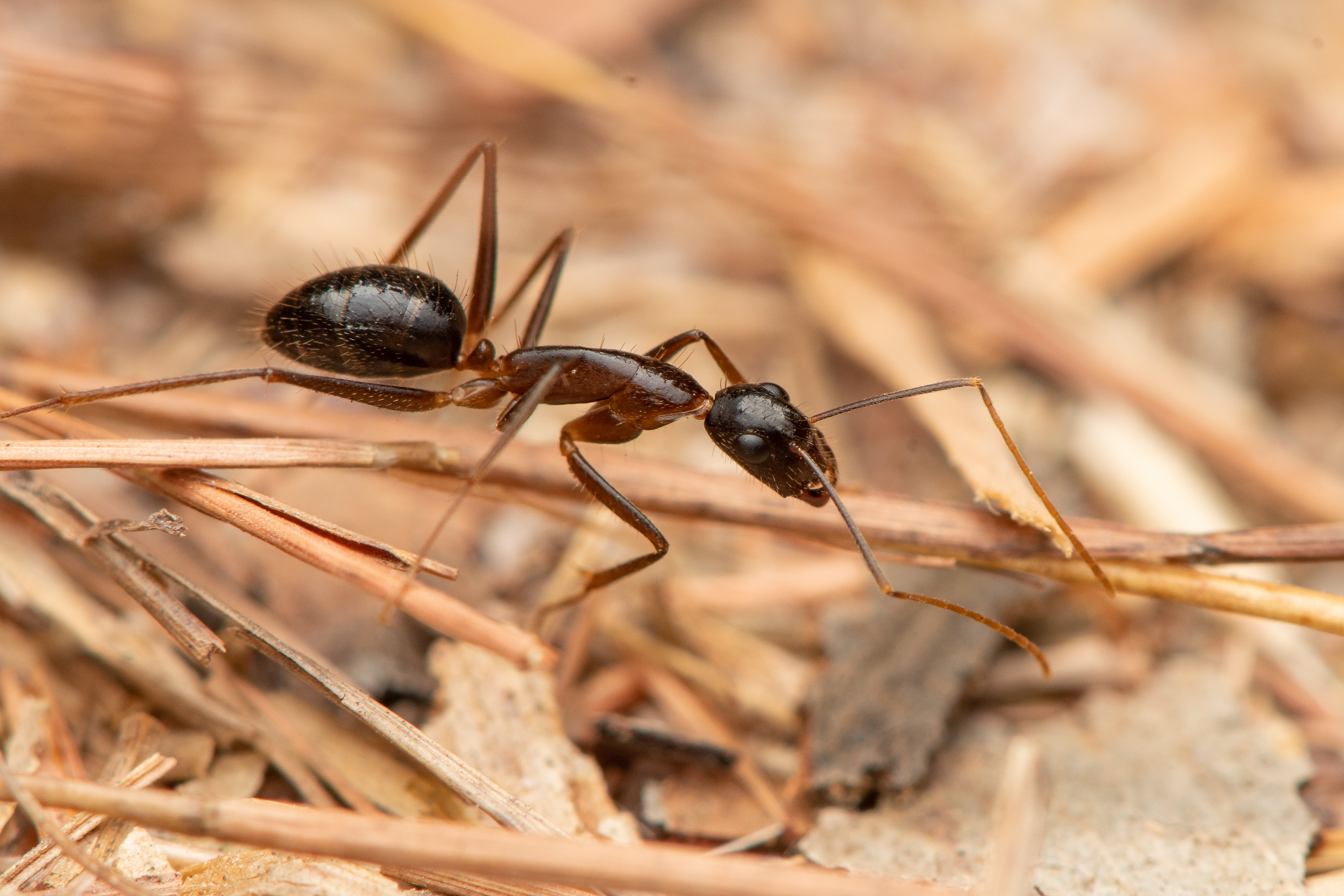 Ant, Black ‘Sugar’