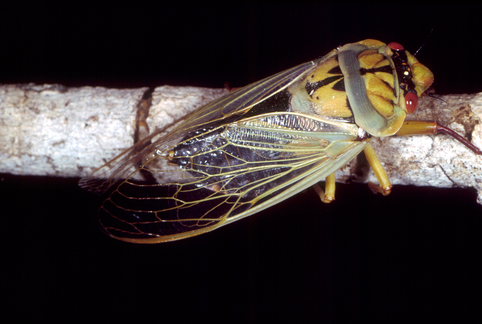 Cicada