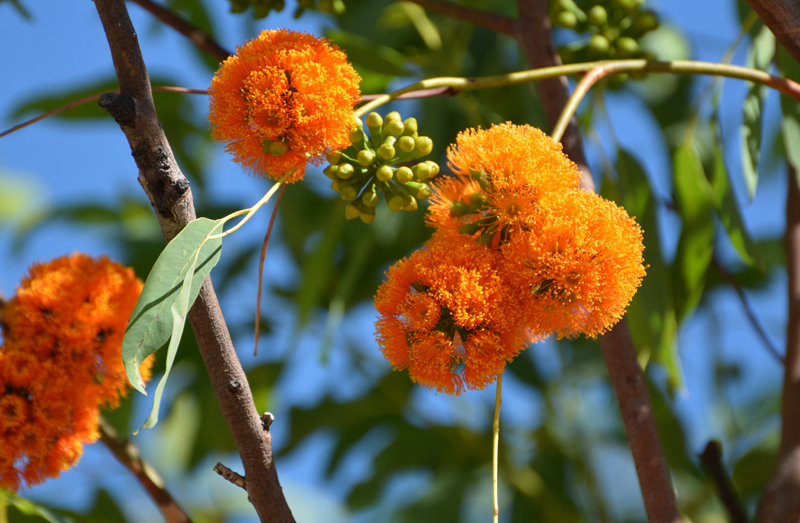 Gumtree, Hill Woolybutt