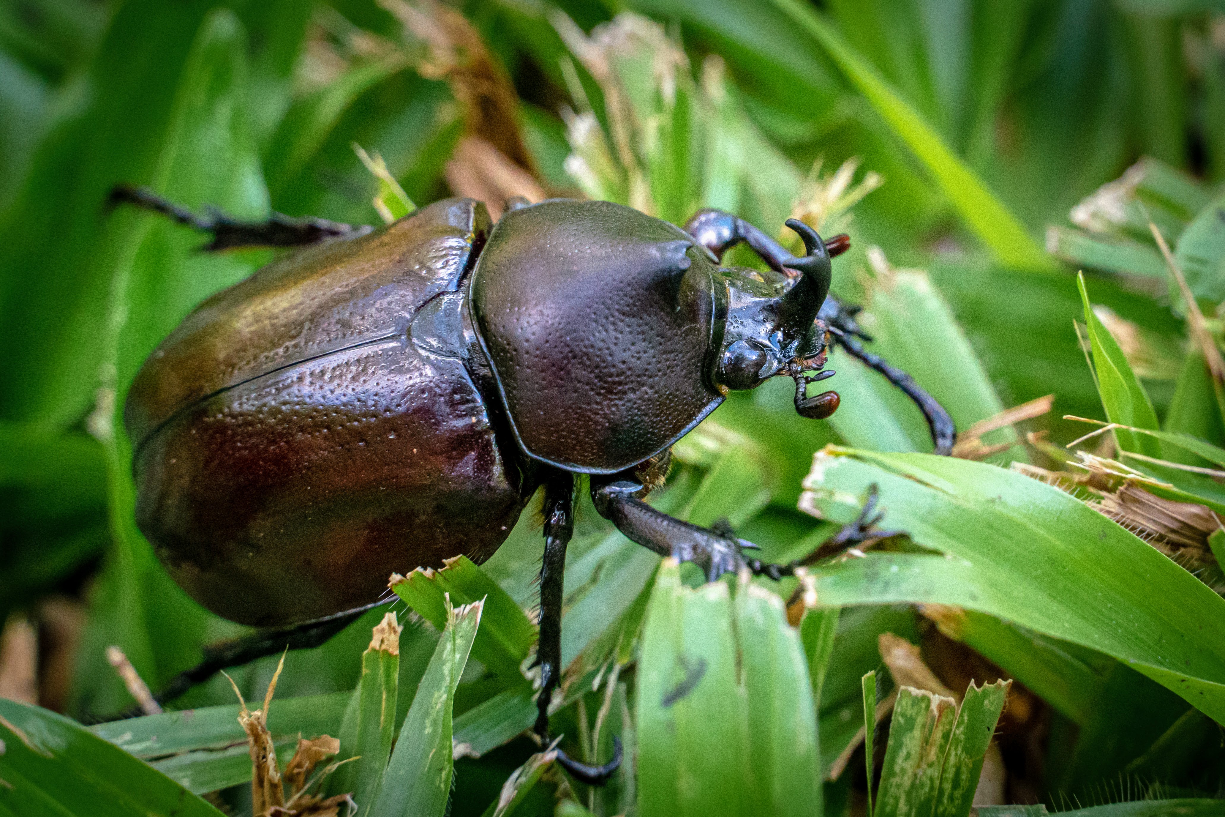 Beetle, Rhinoceros