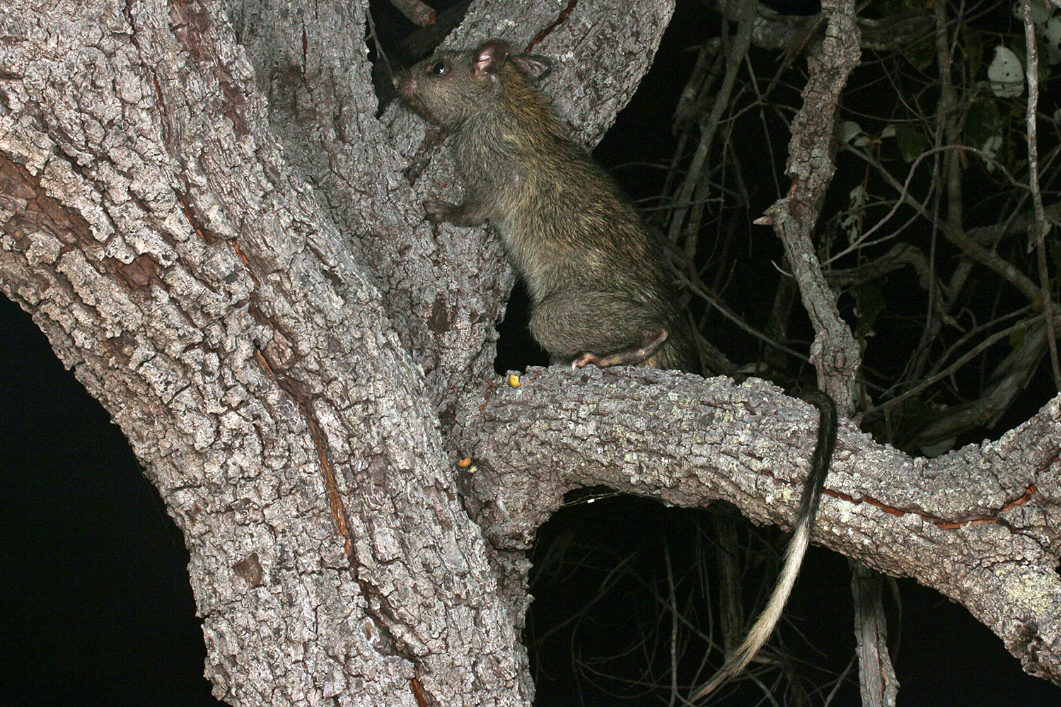 Rat, Black-footed Tree