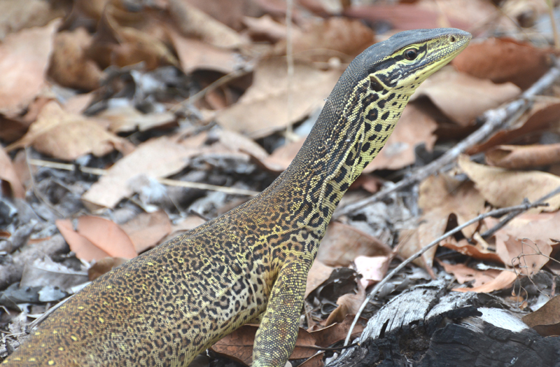 Goanna, Yellow-spotted