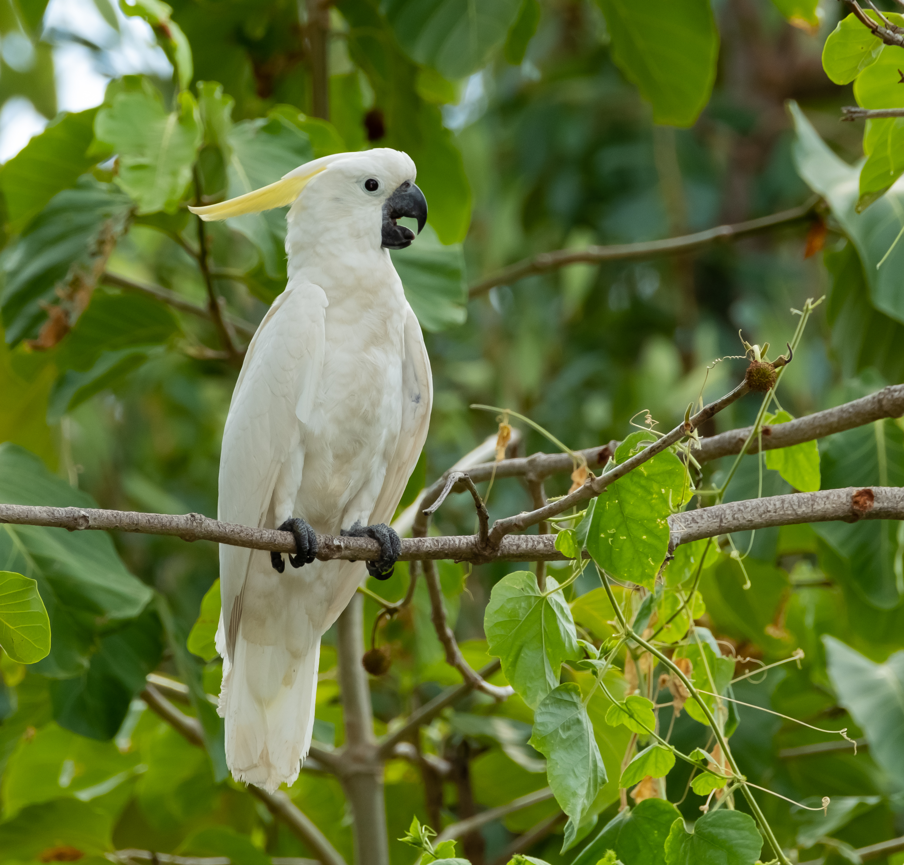Cockatoo, Sulphur-crested
