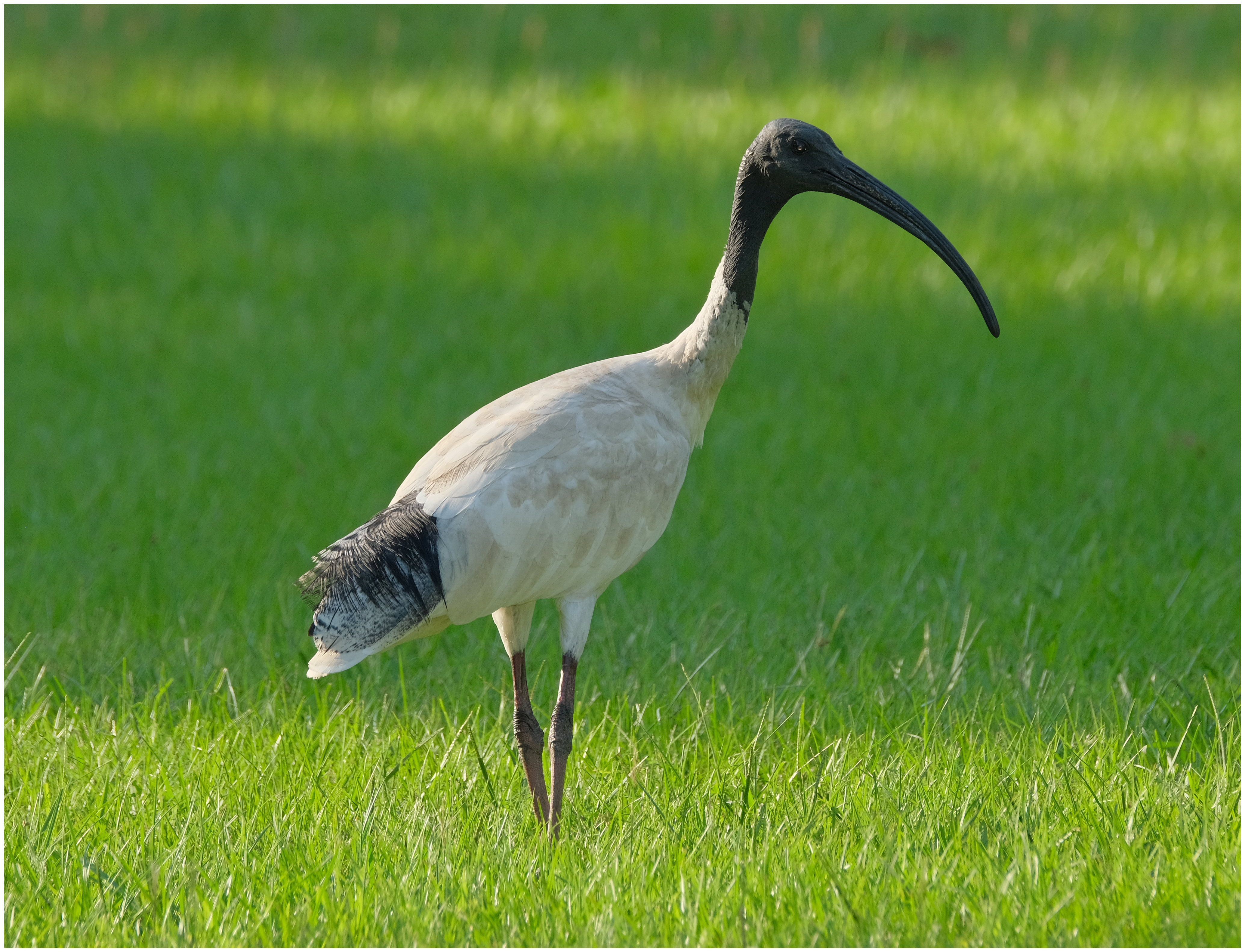 Ibis, White