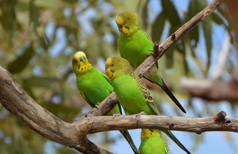 Budgerigar