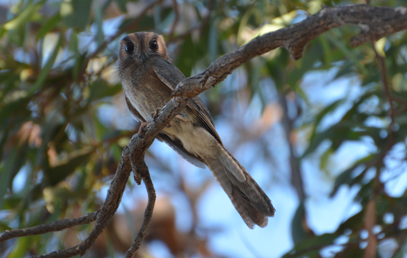 Nightjar, Owlet