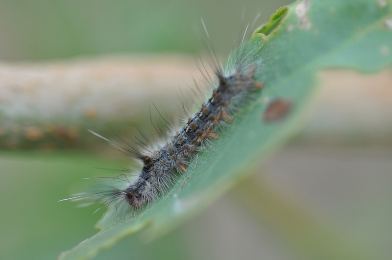 Caterpillar (Itchy-grub)