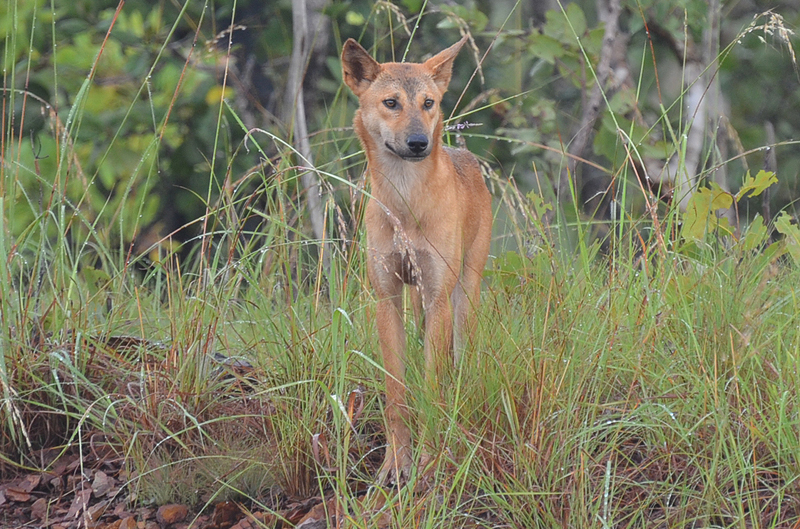 Dingo (adult)