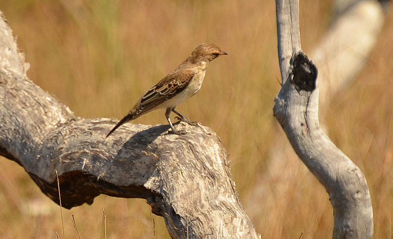 Bushlark