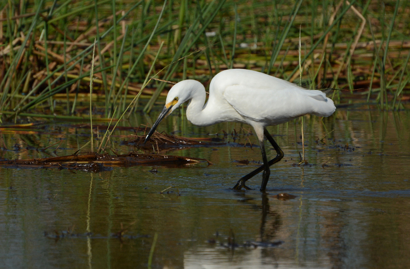 Egret, Little