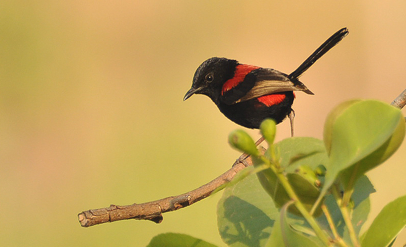 Fairy-wren, Red-backed