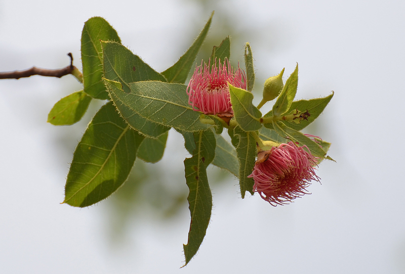 Bloodwood, Dunlop’s