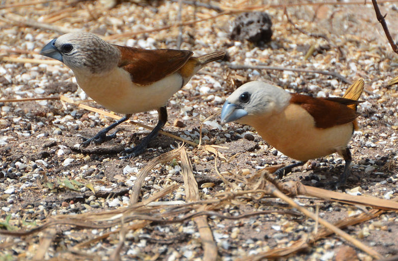 Mannikin, Yellow-rumped