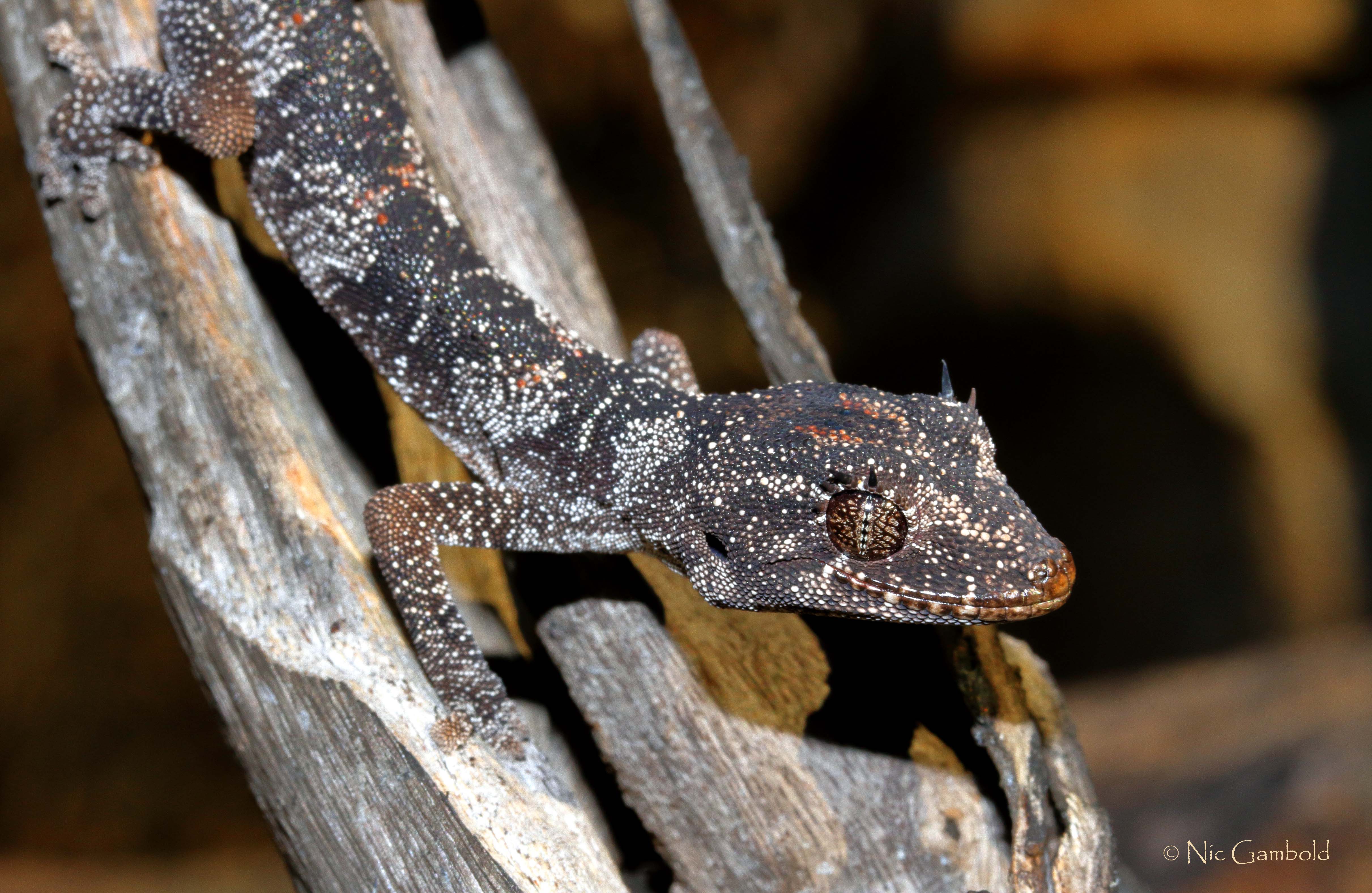 Gecko, Spiny-tailed