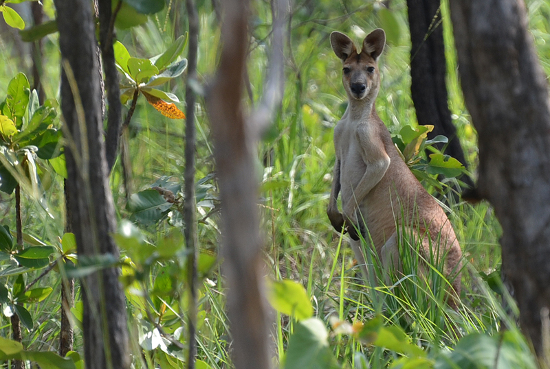 Wallaroo, Antilopine (general or male)
