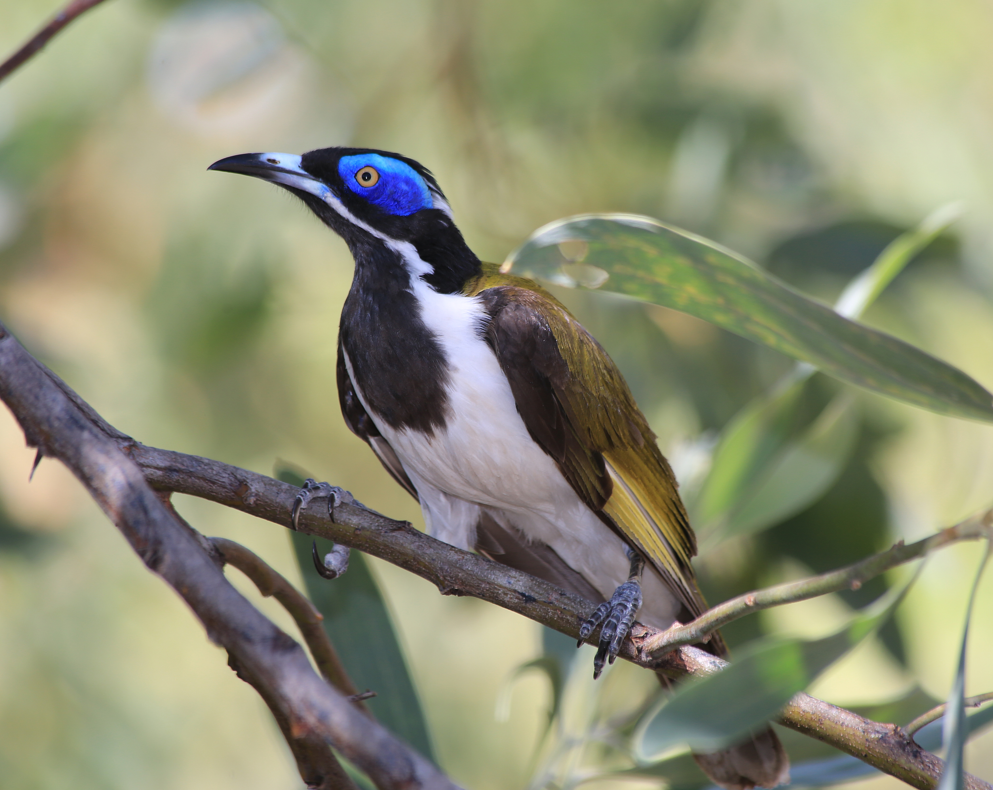 Honeyeater, Blue-faced