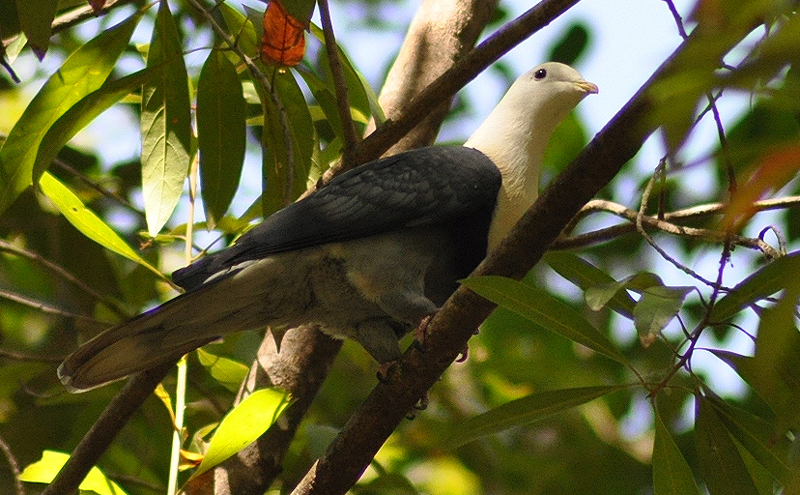 Dove, Banded Fruit