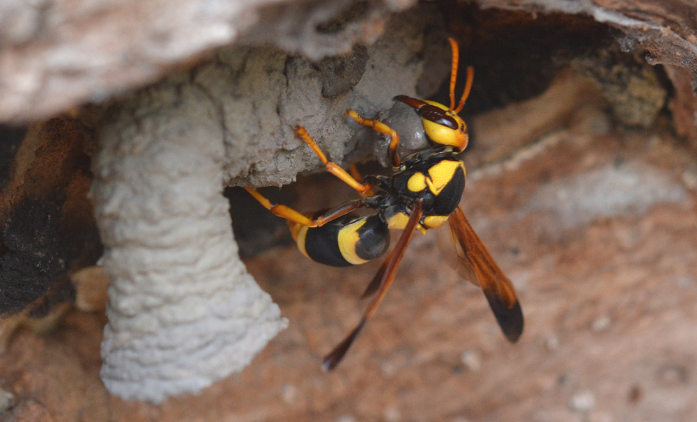 Wasp, Mud