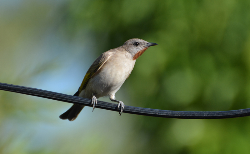 Honeyeater, Rufous-throated