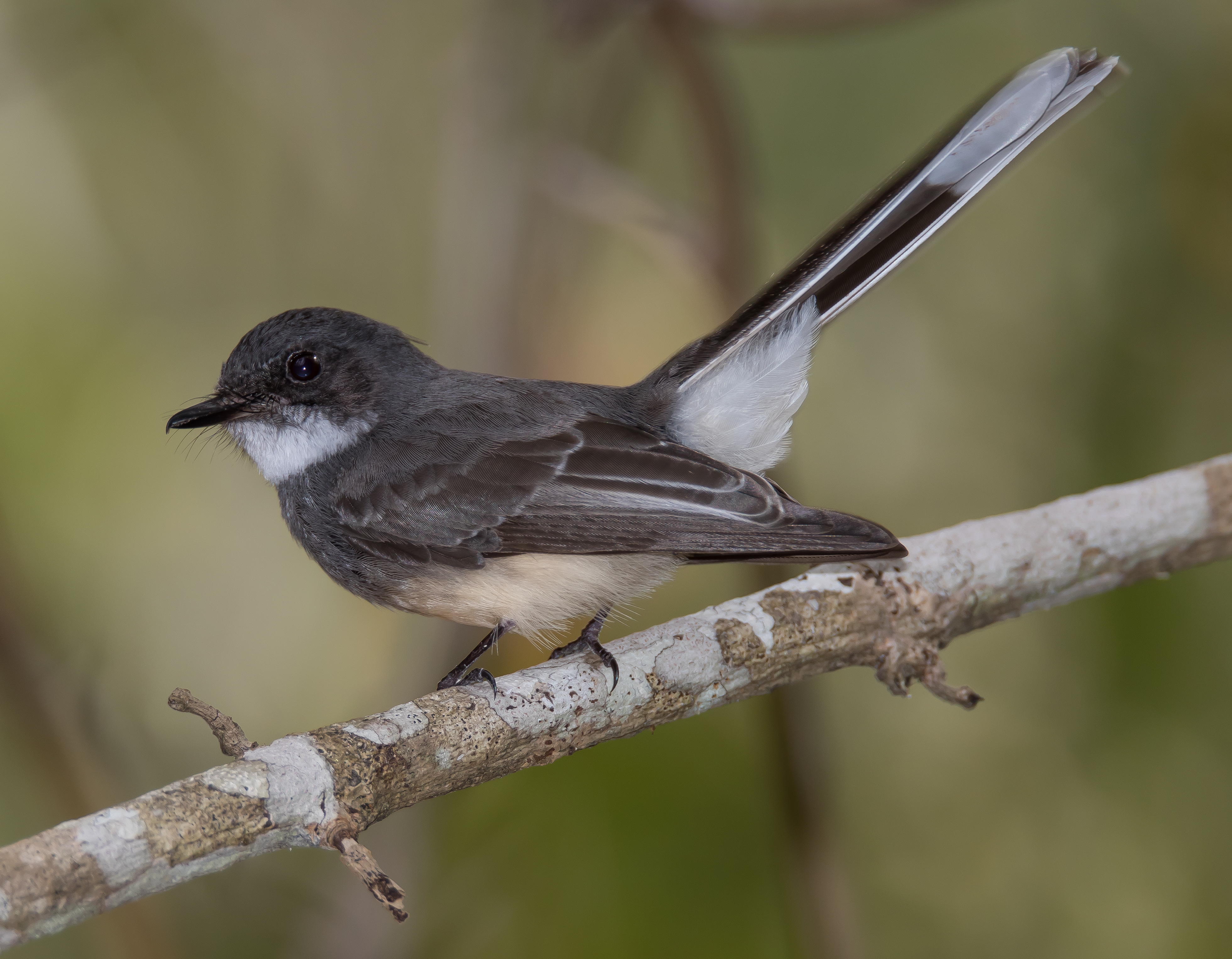 Northern Fantail