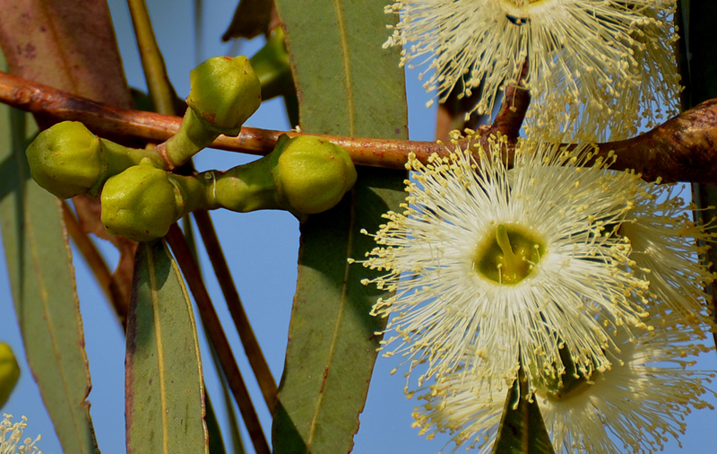 Gumtree, Stringybark