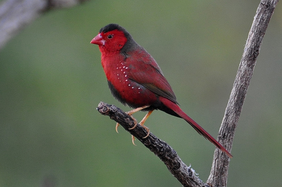 Finch, Crimson