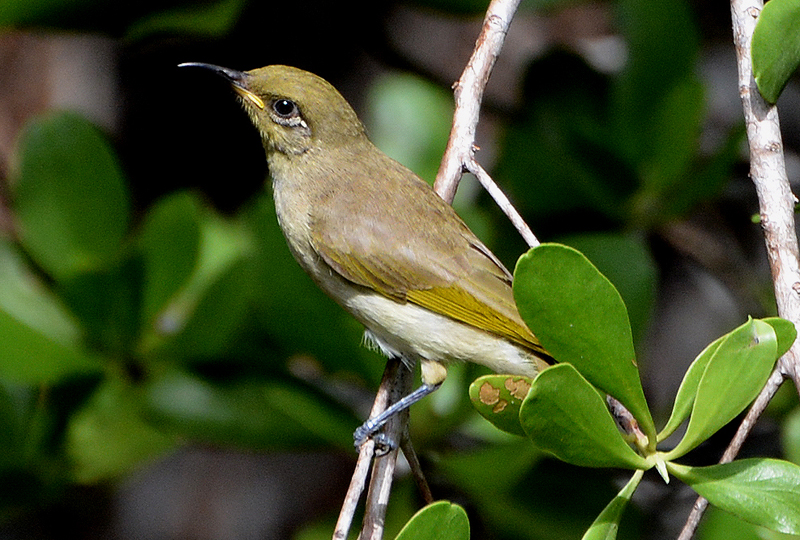 Honeyeater, Brown