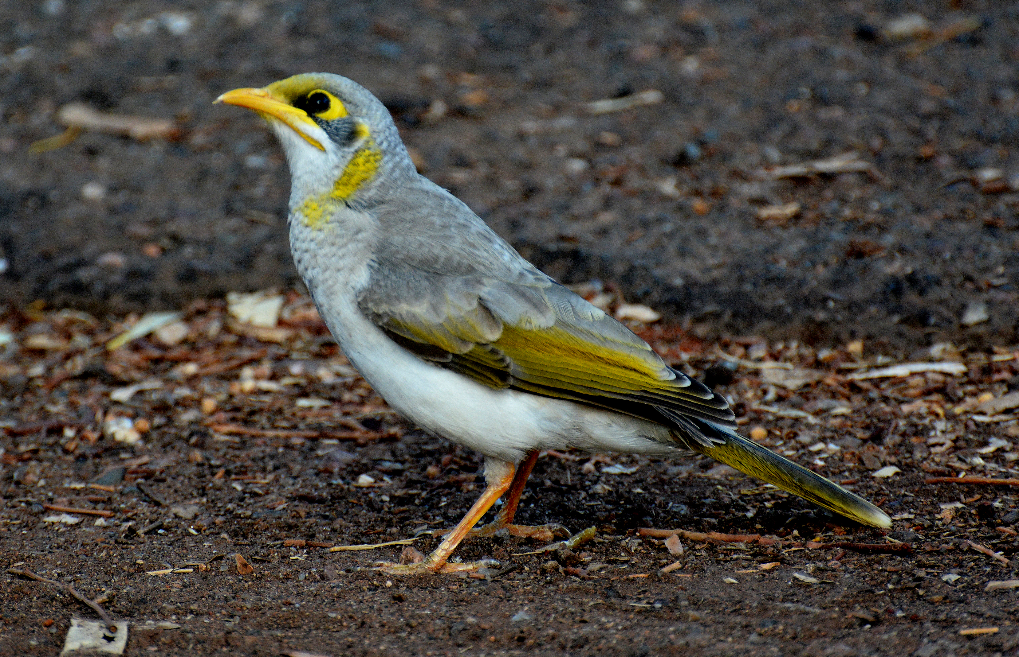 Miner, Yellow-throated