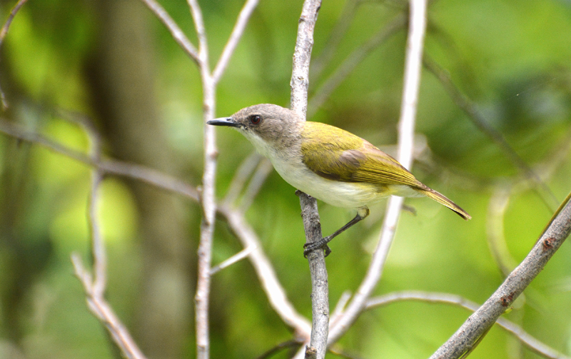 Gerygone, Green-backed