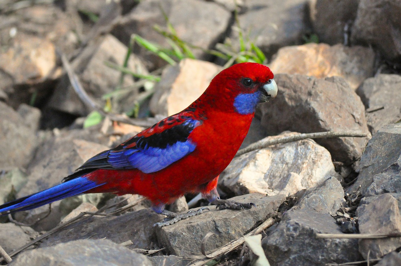 Parrot, rosella