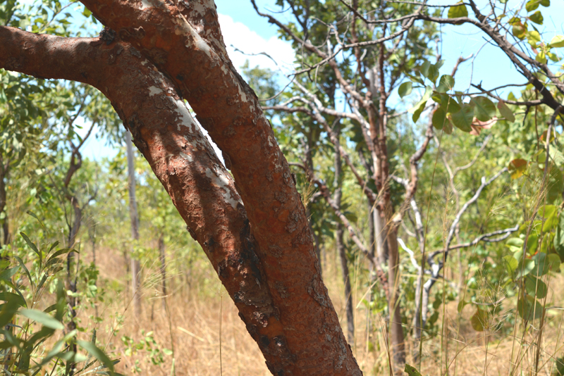 Bloodwood, Round-leaf