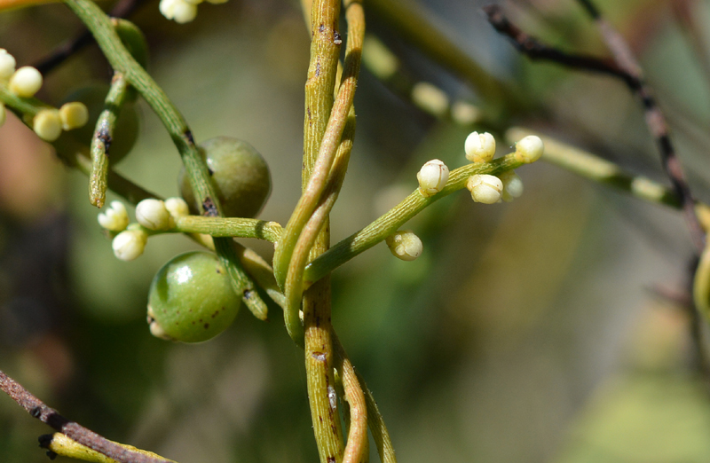 Dodder Laurel