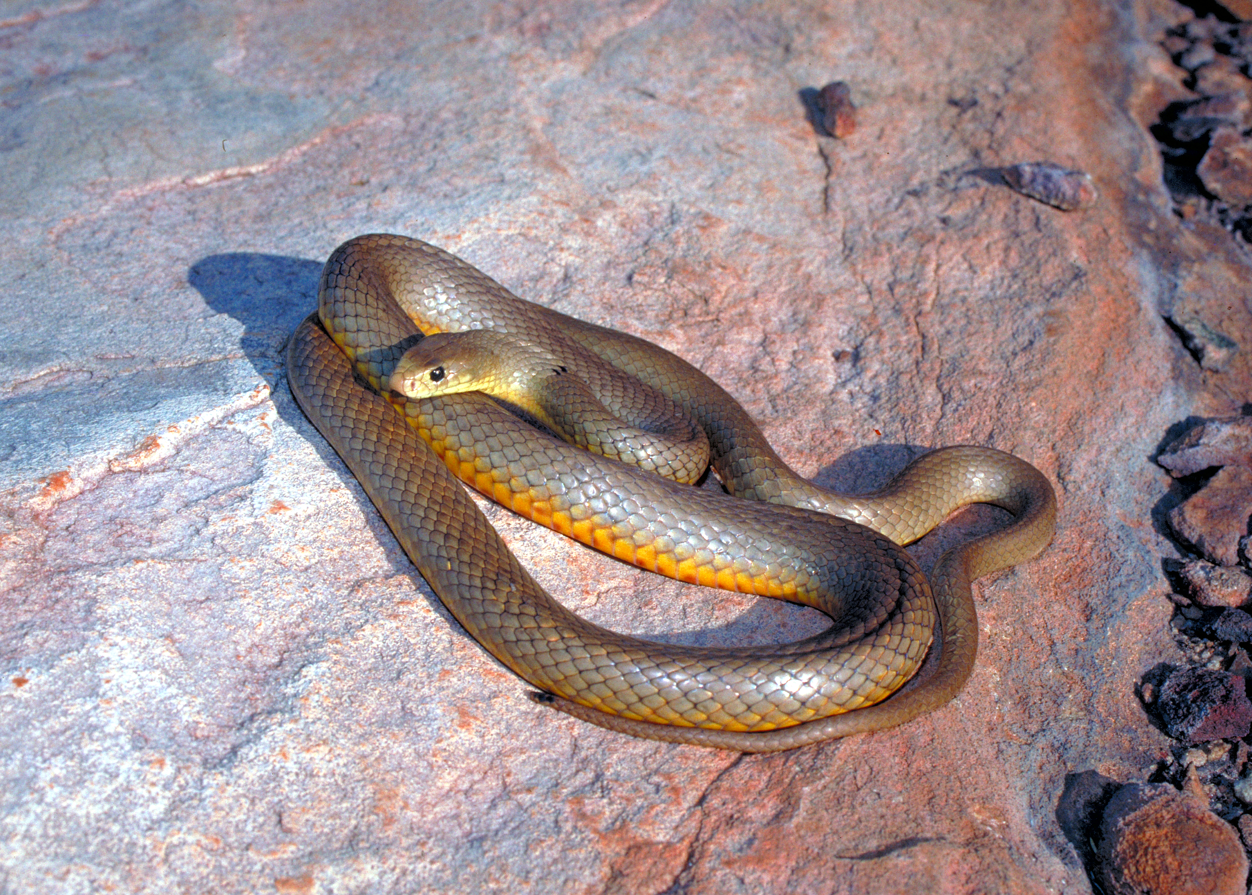 Snake, Northern Brown