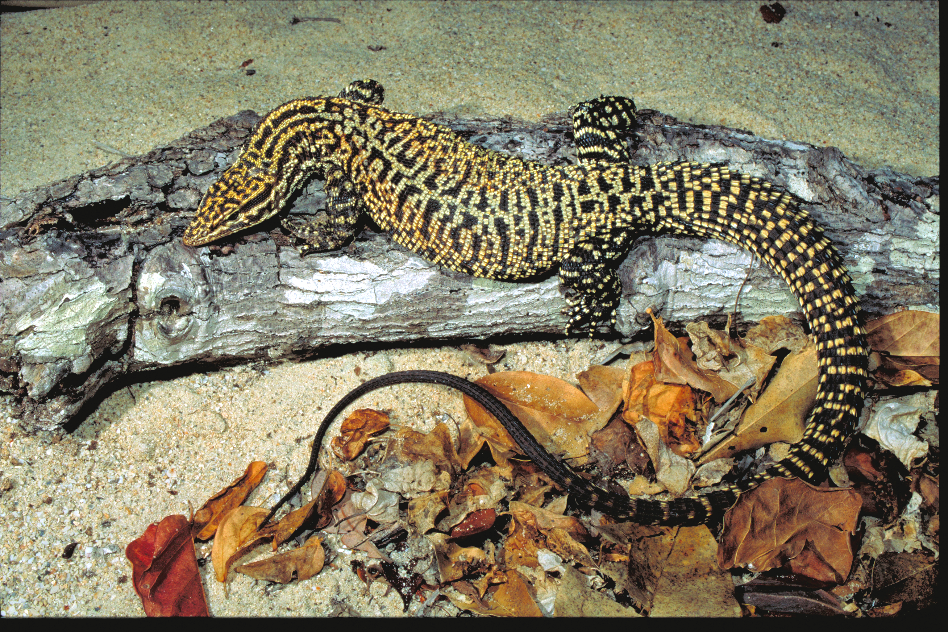 Goanna, Ridge-tailed