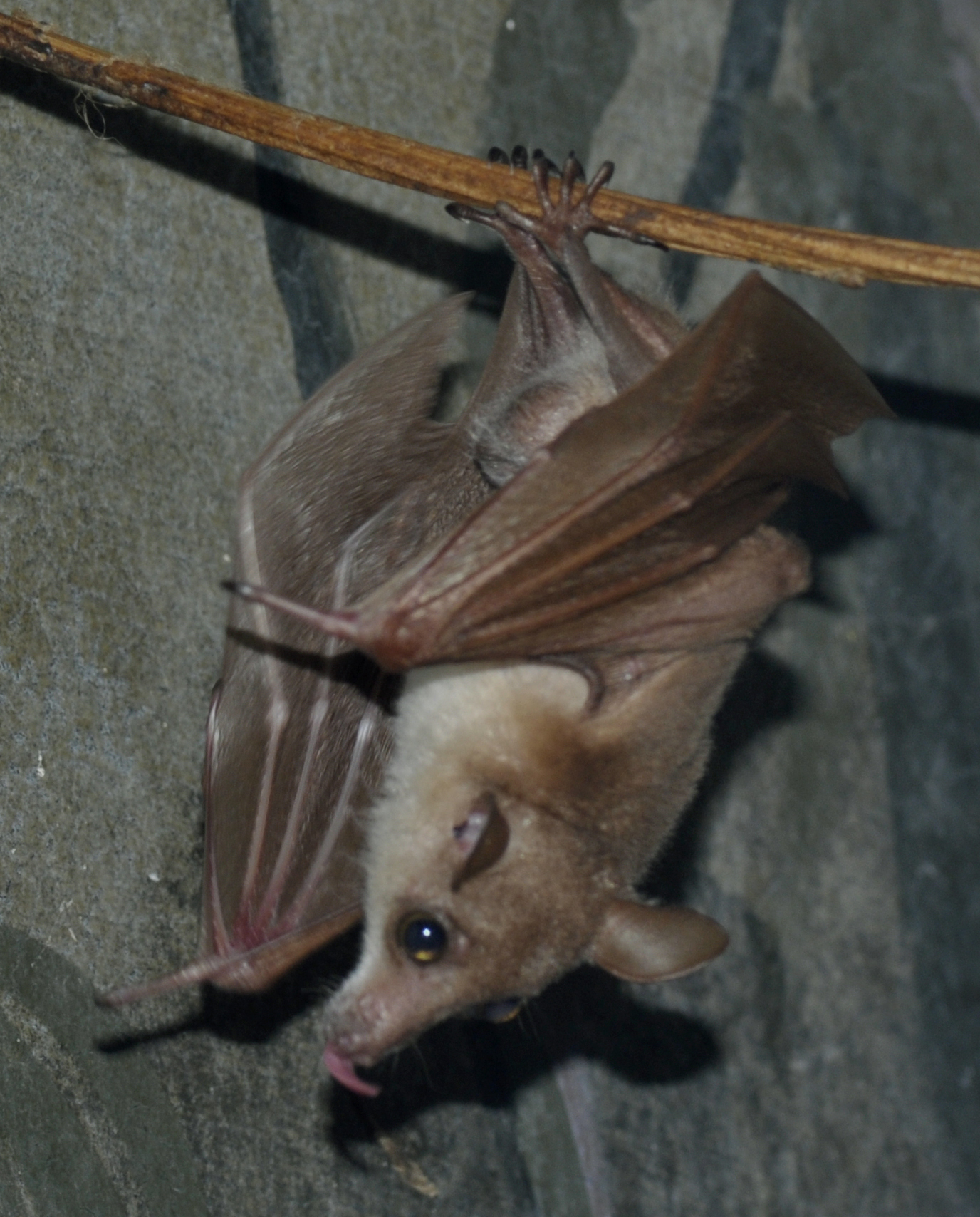 Bat, Northern Blossom