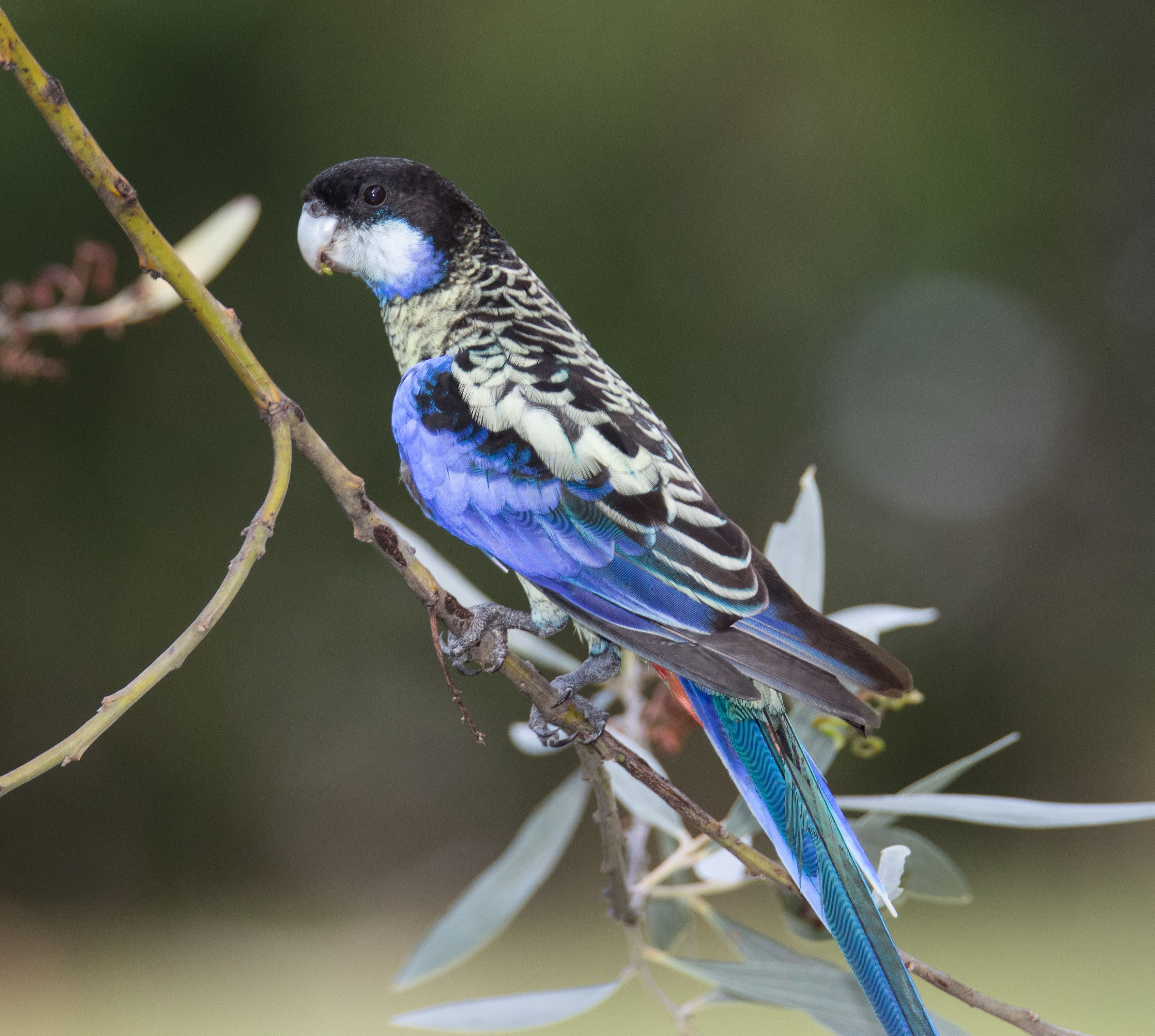 Parrot, Northern Rosella